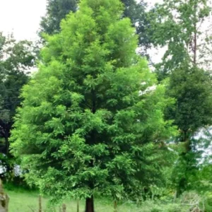 Bald Cypress Live Plant – Quart Pot – Deciduous Conifer Tree – Outdoor - Image 4