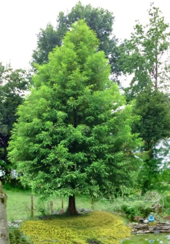 Bald Cypress Live Plant – Quart Pot – Deciduous Conifer Tree – Outdoor - Image 4