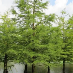 Bald Cypress Live Plant – Quart Pot – Deciduous Conifer Tree – Outdoor - Image 5