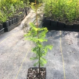 Bald Cypress Live Plant – Quart Pot – Deciduous Conifer Tree – Outdoor - Image 6