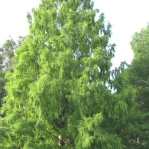 Bald Cypress Live Plant – Quart Pot – Deciduous Conifer Tree – Outdoor - Image 7