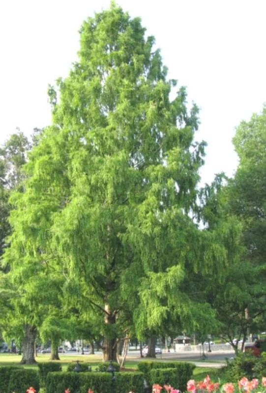 Bald Cypress Live Plant – Quart Pot – Deciduous Conifer Tree – Outdoor - Image 7