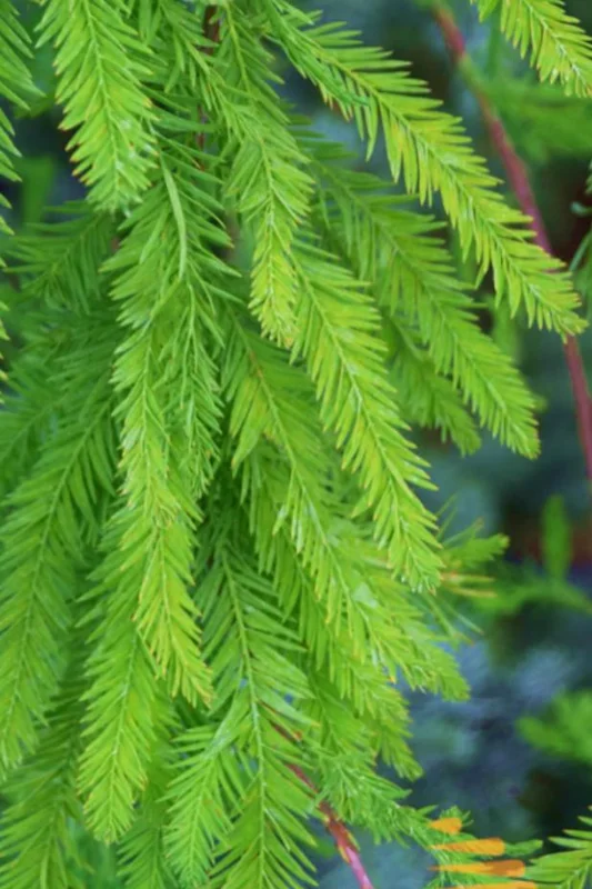 Bald Cypress Live Plant – Quart Pot – Deciduous Conifer Tree – Outdoor - Image 8