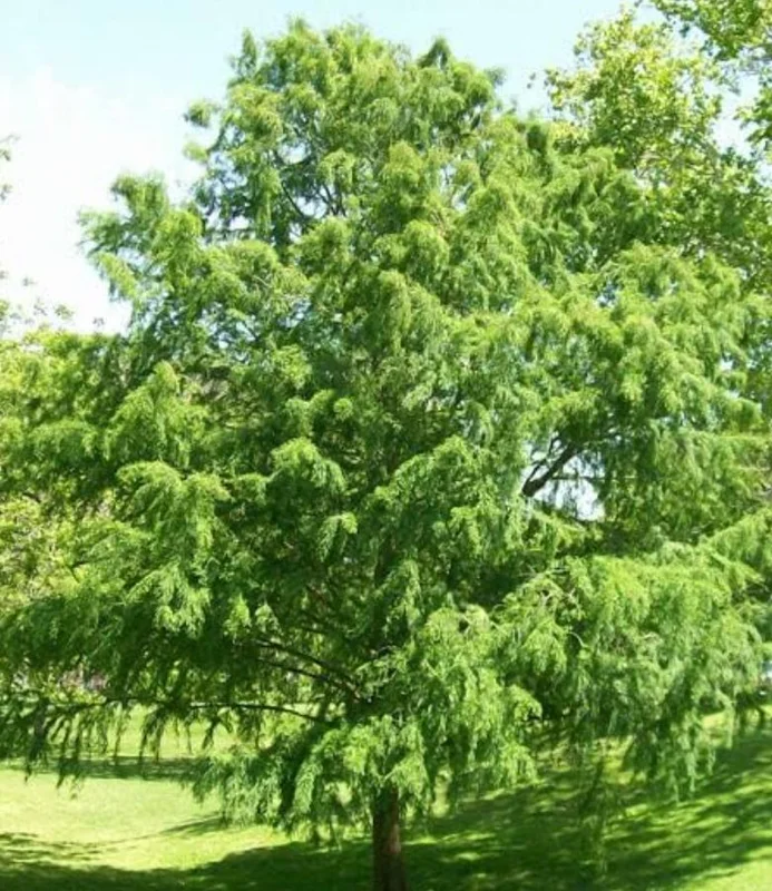 Bald Cypress Live Plant – Quart Pot – Deciduous Conifer Tree – Outdoor - Image 9