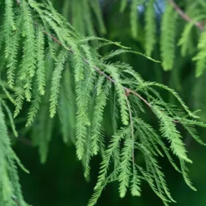 Bald Cypress Live Tree – 18-24