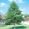 Bald Cypress Live Tree – 18-24" Tall – Quart Pot – Outdoor Deciduous Conifer - Image 1