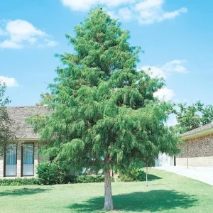 Bald Cypress Live Tree – 18-24