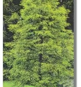 Bald Cypress Tree Live Plant - Taxodium distichum - Quart Pot, Deciduous Conifer, Outdoor - Image 2