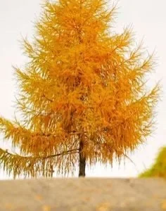 Bald Cypress Tree Live Plant - Taxodium distichum - Quart Pot, Deciduous Conifer, Outdoor - Image 1