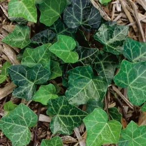 Baltic Ivy Live Plant – Evergreen Ground Cover & Climbing Vine – 2.5-inch Pot, 6-12 inches Tall – Outdoor - Image 2