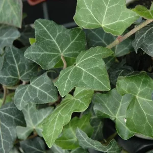 Baltic Ivy Live Plant – Evergreen Ground Cover & Climbing Vine – 2.5-inch Pot, 6-12 inches Tall – Outdoor - Image 3