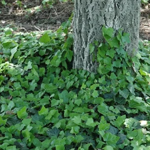 Baltic Ivy Live Plant – Evergreen Ground Cover & Climbing Vine – 2.5-inch Pot, 6-12 inches Tall – Outdoor - Image 4