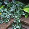 Baltic Ivy Live Plant – Evergreen Ground Cover & Climbing Vine – 2.5-inch Pot, 6-12 inches Tall – Outdoor - Image 1