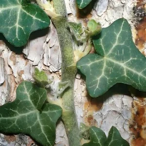 Baltic Sub-Zero Ivy Live Plant – 5 Bare Root Evergreen Groundcover – Outdoor - Image 2