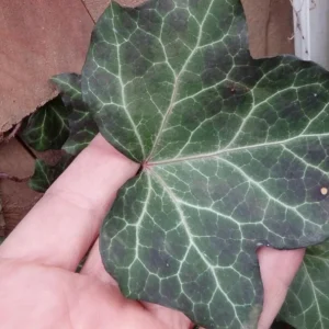 Baltic Sub-Zero Ivy Live Plant – 5 Bare Root Evergreen Groundcover – Outdoor - Image 3