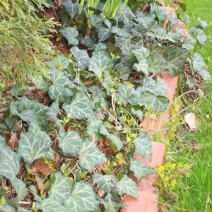 Baltic Sub-Zero Ivy Live Plant – 5 Bare Root Evergreen Groundcover – Outdoor - Image 4