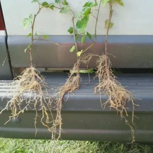 Baltic Sub-Zero Ivy Live Plant – 5 Bare Root Evergreen Groundcover – Outdoor - Image 5