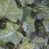 Baltic Sub-Zero Ivy Live Plant – 5 Bare Root Evergreen Groundcover – Outdoor - Image 1