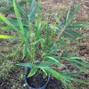 Bamboo Tree Live Plant - 3 Gallon Pot, 2-3 Feet Tall, Outdoor/Indoor - Image 1