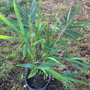 Bamboo Tree Live Plant - 3 Gallon Pot, 2-3 Feet Tall, Outdoor/Indoor - Image 1