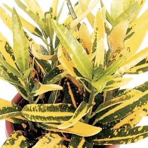 Banana Croton Live Plant - 2 Pack 3