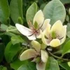Banana Shrub Live Plant - Michelia figo 4 inch Pot - Fragrant Flowers - Image 1