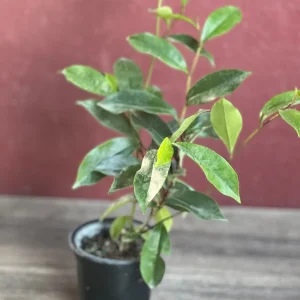 Banana Shrub Live Plant - Michelia figo 4 inch Pot - Fragrant Flowers - Image 4