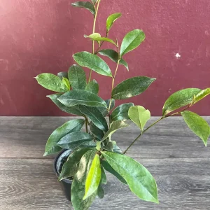 Banana Shrub Live Plant - Michelia figo 4 inch Pot - Fragrant Flowers - Image 7