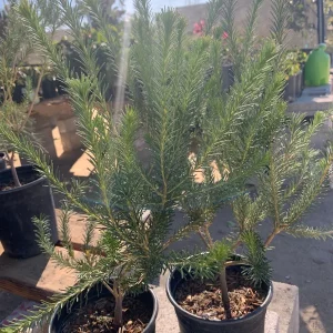 Banksia Ericifolia Compact Form Live Plant - 1 Foot Tall - Ship in 6" Pot - Image 1