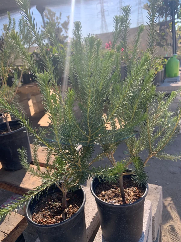 Banksia Ericifolia Compact Form Live Plant - 1 Foot Tall - Ship in 6" Pot - Image 1