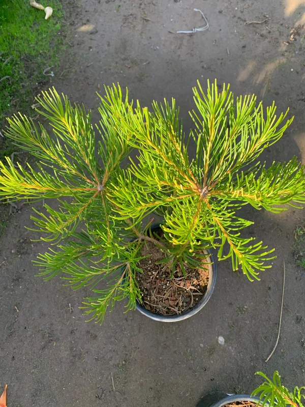 Banksia Spinulosa 'Schnapper Point' Live Plant – 1 to 2 Feet Tall, 3 Gallon Pot - Image 2