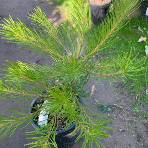 Banksia Spinulosa 'Schnapper Point' Live Plant – 1 to 2 Feet Tall, 3 Gallon Pot - Image 3