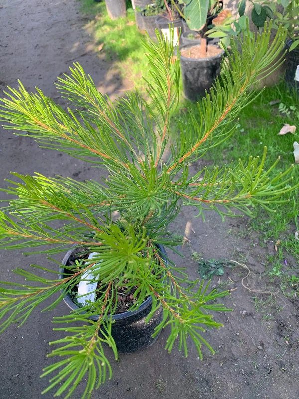 Banksia Spinulosa 'Schnapper Point' Live Plant – 1 to 2 Feet Tall, 3 Gallon Pot - Image 3