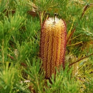 Banksia Spinulosa 'Schnapper Point' Live Plant – 1 to 2 Feet Tall, 3 Gallon Pot - Image 4