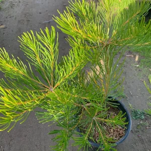 Banksia Spinulosa 'Schnapper Point' Live Plant – 1 to 2 Feet Tall, 3 Gallon Pot - Image 1