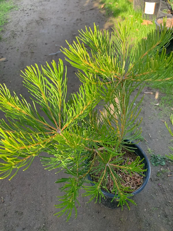 Banksia Spinulosa 'Schnapper Point' Live Plant – 1 to 2 Feet Tall, 3 Gallon Pot - Image 1