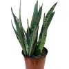 Bantel's Sensation Snake Plant – Live Sansevieria – 6 inch Pot – Indoor Houseplant - Image 1