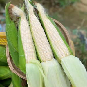 Hickory King White Dent Corn Seeds - 1/2 lb Organic Heirloom Non-GMO Tortilla Flour