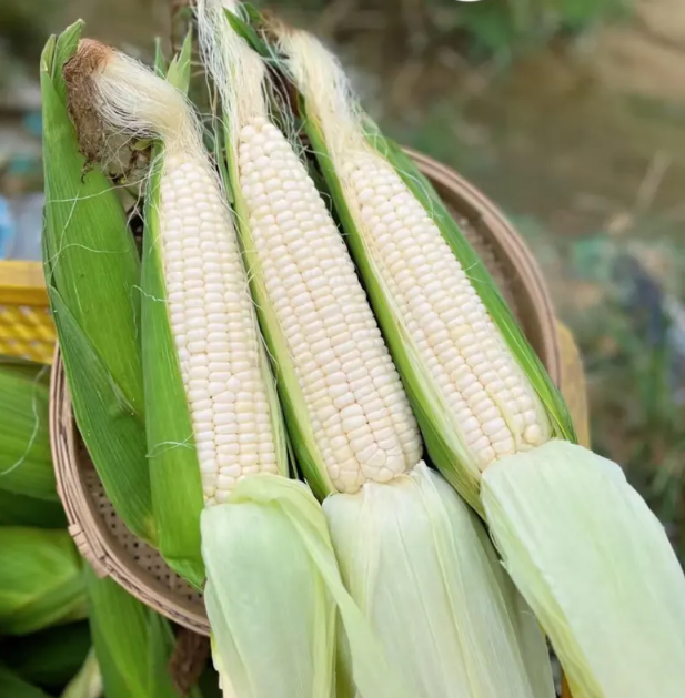 Hickory King White Dent Corn Seeds - Organic Heirloom, Non-GMO, 300 Seeds, Outdoor