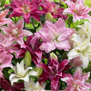10 Mixed Lily Flower Bulbs - Oriental, Asiatic, Orienpet, Roselily, Tree Lilies