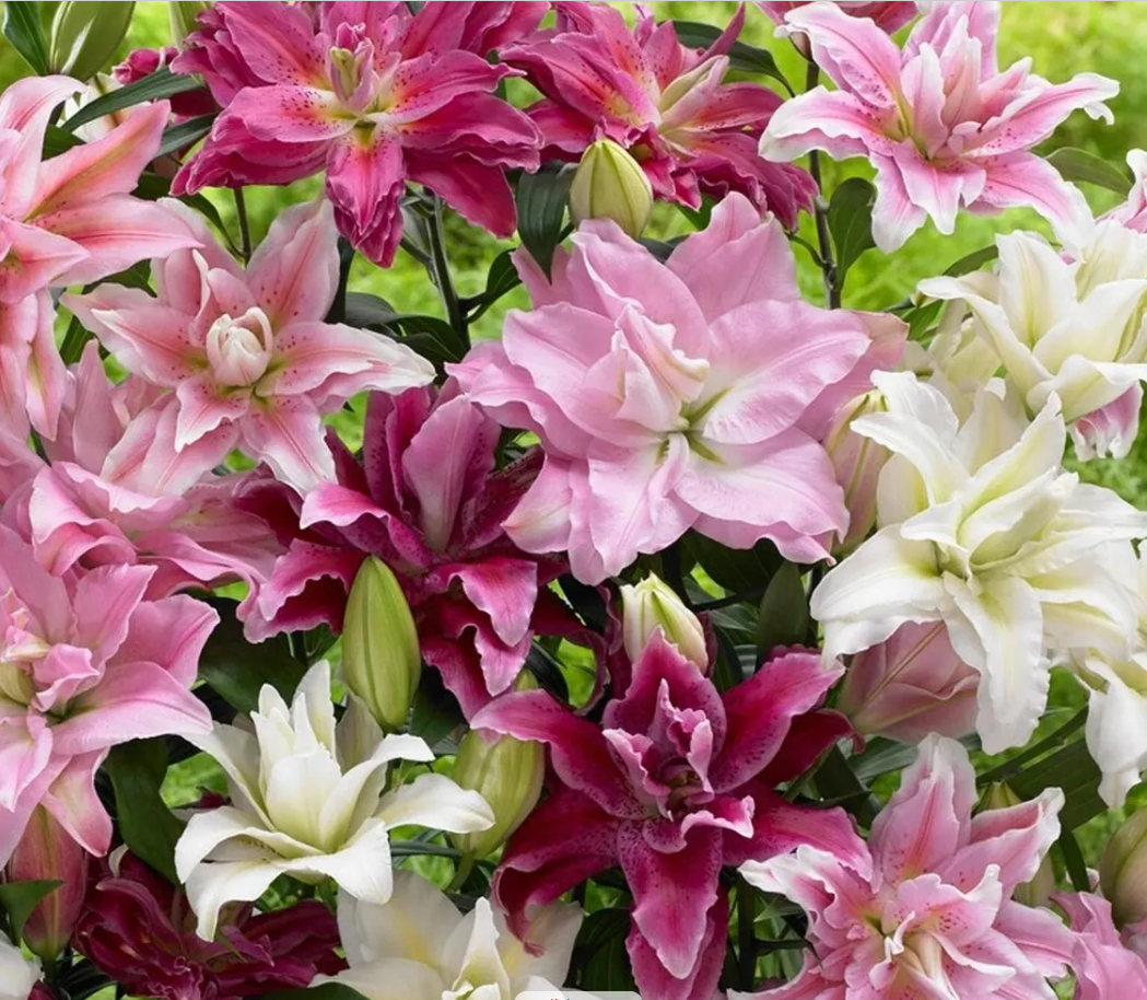 10 Mixed Lily Flower Bulbs - Oriental, Asiatic, Orienpet, Roselily, Tree Lilies