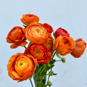 Ranunculus Flower Bulbs - 16 Orange Picotee Corms for Garden & Wedding
