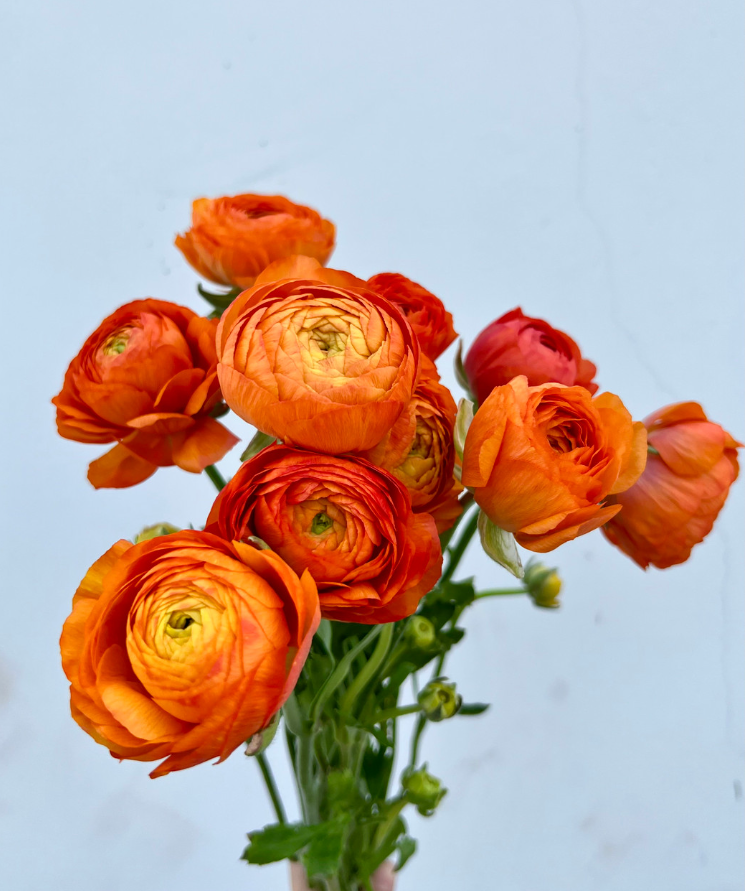 Ranunculus Flower Bulbs - 16 Orange Picotee Corms for Garden & Wedding