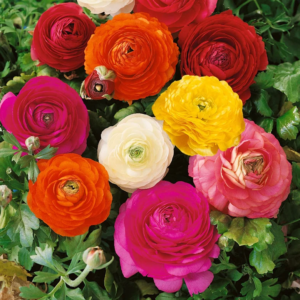 Ranunculus Flower Bulbs - 15 Rainbow Mix Corms - Perennial Flowers for Garden