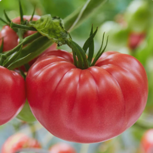 Brandywine Pink Heirloom Tomato Seeds - 25 Organic Seeds for Large Tomatoes