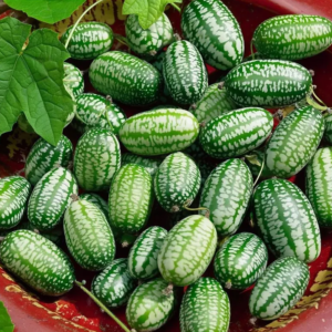 Cucamelon Mouse Melon Seeds - Organic Mini Melons, 25 Seeds, Easy Grow