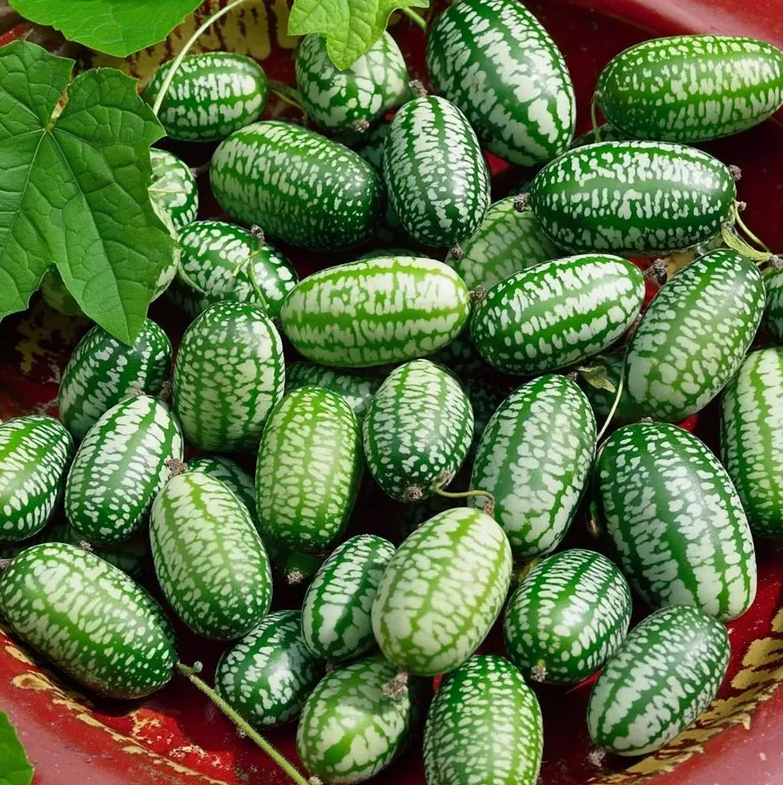 Cucamelon Mouse Melon Seeds - Organic Mini Melons, 25 Seeds, Easy Grow