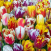 10 Rembrandt Tulip Bulbs Mixed Colors - Easy Grow Perennial Flowers