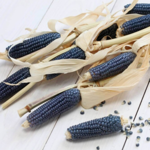 Blue Hopi Corn Seeds - 1 Lb Organic Non-GMO Heirloom Sweet & Flour Corn
