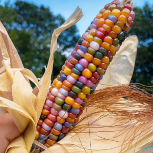 Heirloom Glass Gem Indian Corn Seeds - 300 Rainbow Organic Non-GMO for Planting